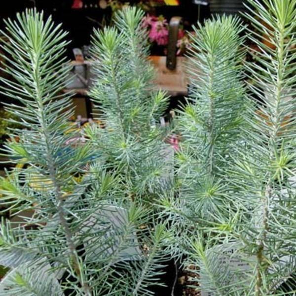 ピナスピネア（イタリアカサマツ）ポット付き 観葉植物」 原産地