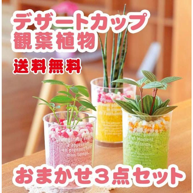 かわいいデザートカップ 観葉植物 3種類セット ３色の砂を使った土を使わない水栽培用 K グリーンインテリア 通販 Yahoo ショッピング