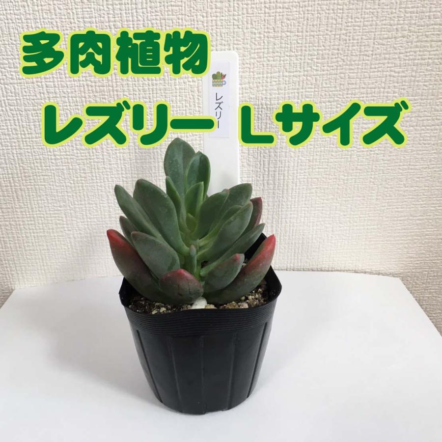 送料無料 多肉植物 １つ選べる おまかせ 4種類 Lセット T グリーンインテリア 通販 Yahoo ショッピング