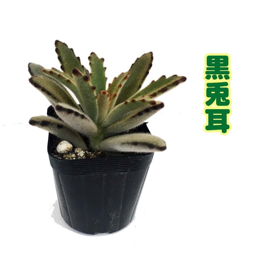 送料無料 多肉植物 うさぎの耳 ３種類 黒兎 月兎耳 黒兎耳 Lセット ３号 T0000 グリーンインテリア 通販 Yahoo ショッピング