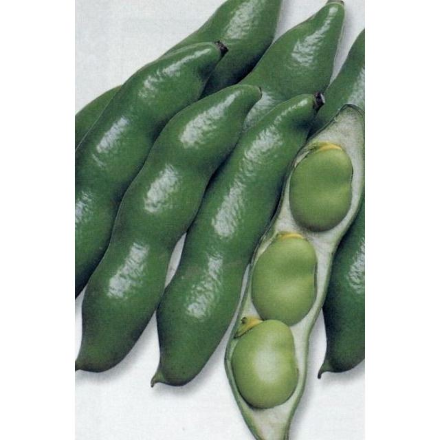 そら豆 仁徳一寸 1L(約240粒) タキイ種苗 : グリーンロフト そら豆 仁徳一寸 1L(約240粒) タキイ種苗 : グリーンロフト