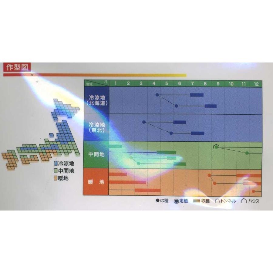 エンドウ ニムラサラダスナップ 1L(約2400粒) ヴィルモランみかど（株）の画像
