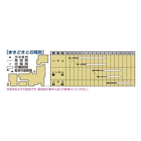 オクラ グリーンソード 1万粒 タキイ種苗（株）_2
