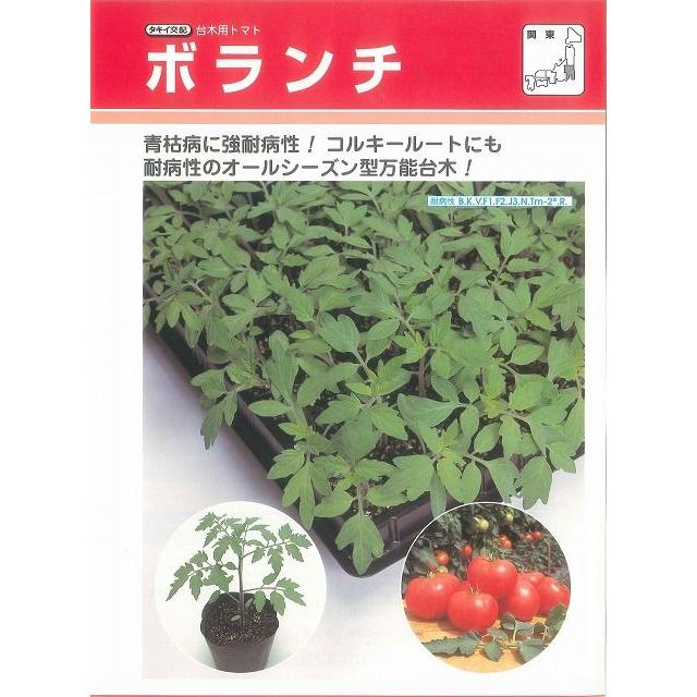 台木(トマト用) ボランチ 1000粒 タキイ種苗（株） : グリーンロフト