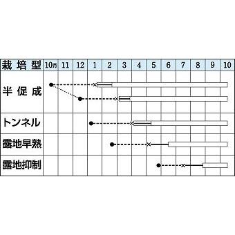 なす　庄屋大長　50粒　タキイ種苗（株）　ＤＦ｜green-loft｜02