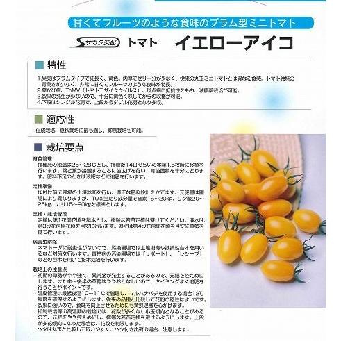 偉大な 送料無料 ミニトマト イエローアイコ 1000粒 サカタ交配 楽天カード分割 Www Technet 21 Org