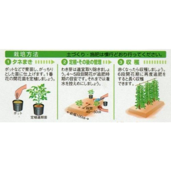 トマト ミニトマト ＣＦ千果 ペレット 2L 1000粒 タキイ種苗（株）_1