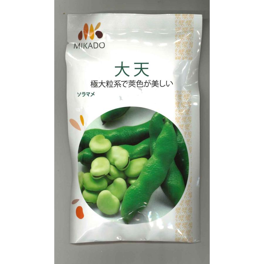 そら豆 大天 23粒 ヴィルモランみかど（株） : グリーンロフトネモト