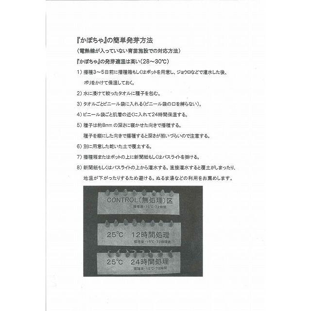 かぼちゃ 赤い坊ちゃん 6粒 みかど協和株式会社|green-loft|03