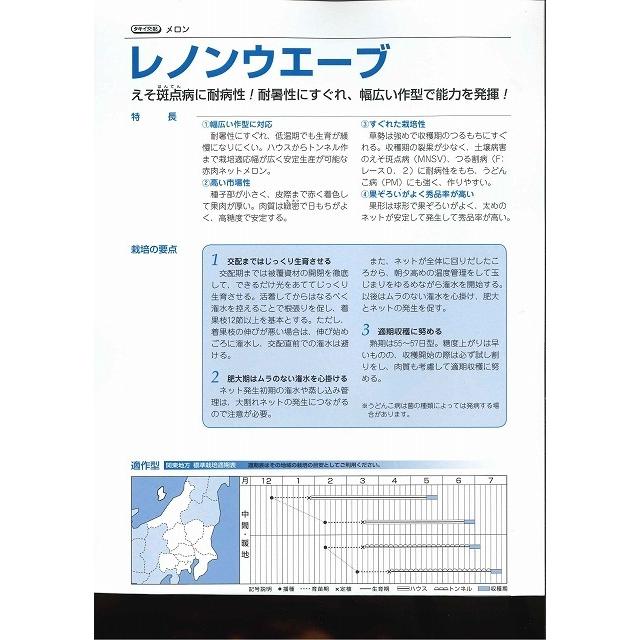 メロン　レノンウェーブ　100粒　タキイ種苗（株）｜green-loft｜02