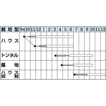 オクラ アーリーファイブ 1000粒 タキイ種苗（株） : グリーンロフト