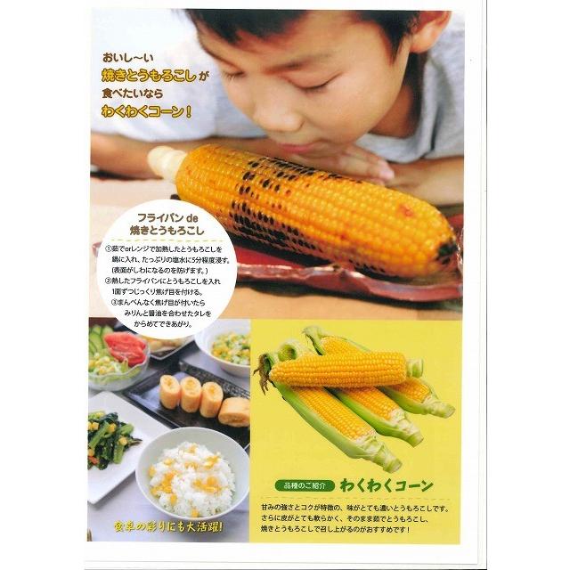 とうもろこし種 わくわくコーン 00粒 カネコ交配 1607 グリーンロフトネモト 通販 Yahoo ショッピング