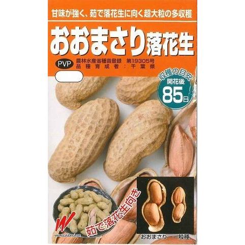 落花生 おおまさりの種 むき実 粒 渡辺農事 グリーンロフトネモト 通販 Yahoo ショッピング