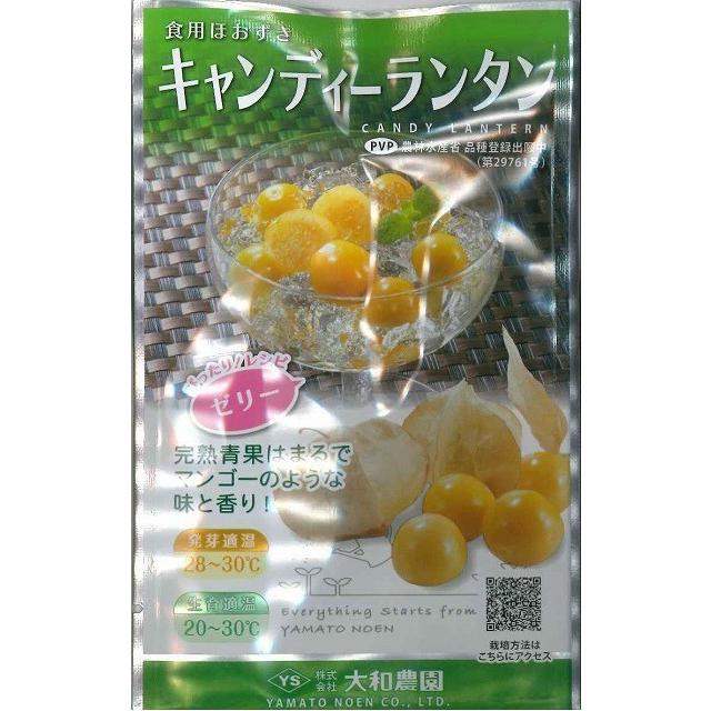 送料無料！　ホオズキ　キャンディーランタン　コート1000粒　大和農園