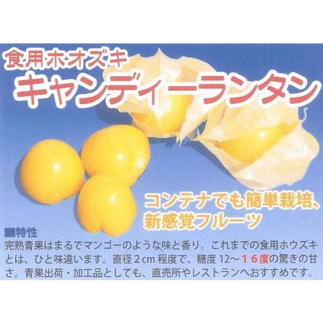 送料無料！　ホオズキ　キャンディーランタン　コート1000粒　大和農園 