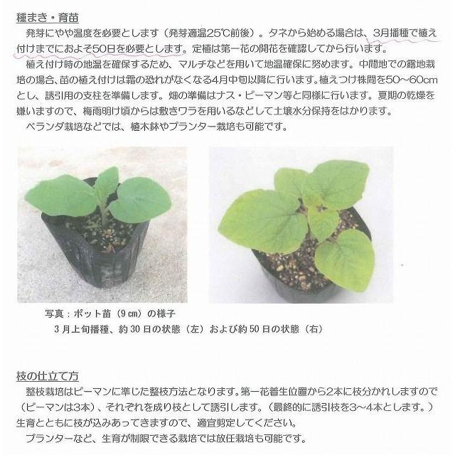 送料無料！　ホオズキ　キャンディーランタン　コート1000粒　大和農園 