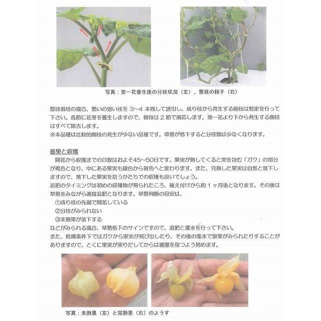 送料無料！　ホオズキ　キャンディーランタン　コート1000粒　大和農園 