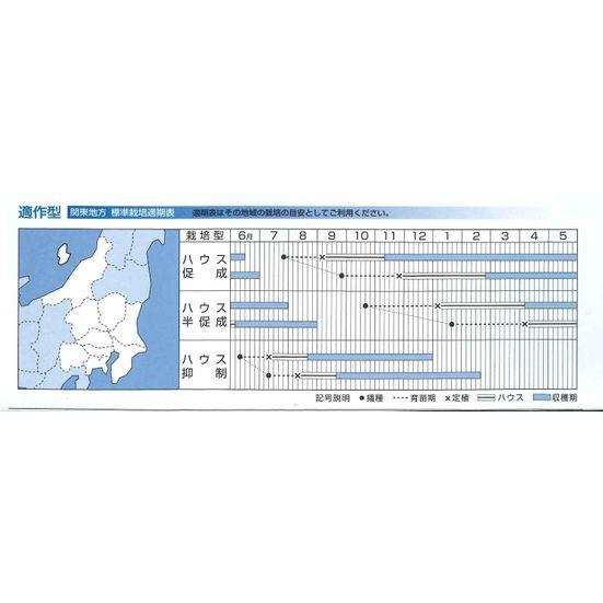 大玉トマト 桃太郎ホープ 1000粒 タキイ種苗（株）_2