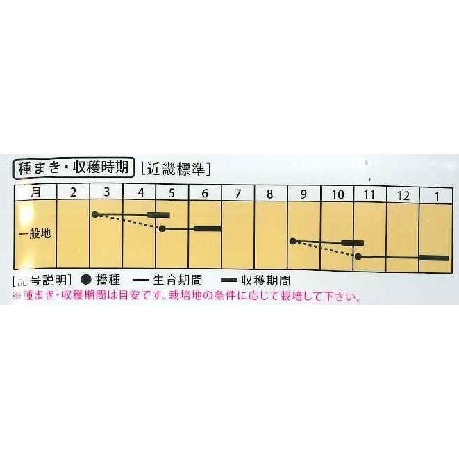 二十日大根 あかゆきちゃん 2dl （株）大和農園の画像