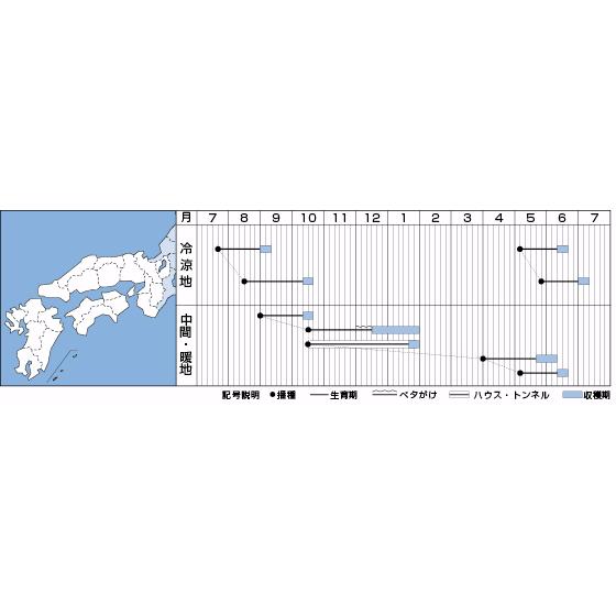 大根 紅三太 2dl タキイ種苗（株）の画像