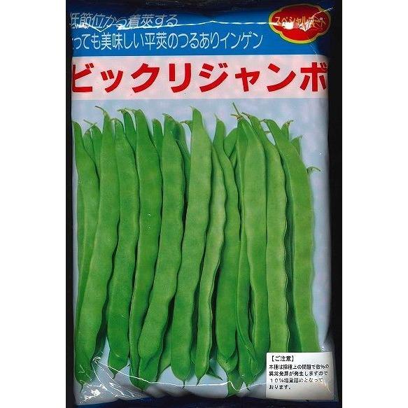 いんげん ビックリジャンボ 1L ヴィルモランみかど（株）