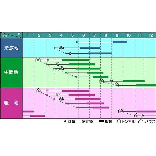 いんげん ビックリジャンボ 1L ヴィルモランみかど（株）の画像