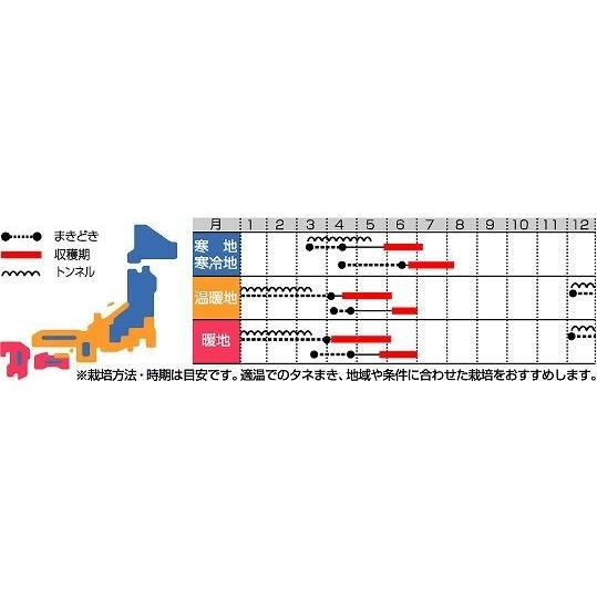 大根 天宝 2dl （株）サカタのタネの画像