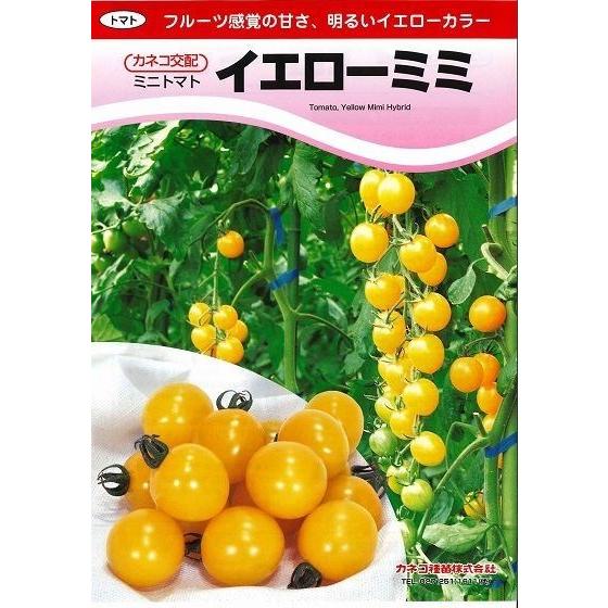 ミニトマト イエローミミ 1000粒 カネコ種苗（株） : グリーンロフト