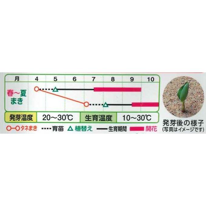 花の種　カンナ　トロピカルサマーミックス　小袋　タキイ種苗（株）（ＮＬ300）｜green-loft｜02