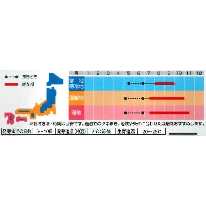 花の種　朝顔　浜の混合　8粒　サカタのタネ（株）　実咲200｜green-loft｜02