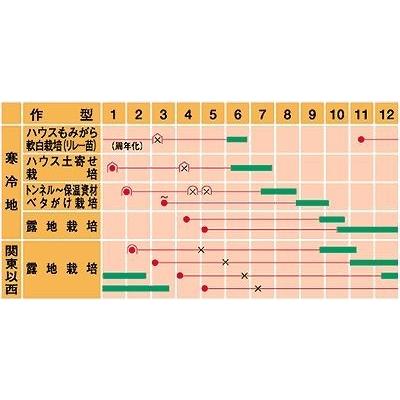 ねぎ 元蔵 ペレット種子5千粒 （株）武蔵野種苗園 : グリーンロフト