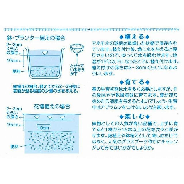 球根 アネモネ ミストラルピンク ５球入り サカタのタネ グリーンロフトネモト 通販 Yahoo ショッピング