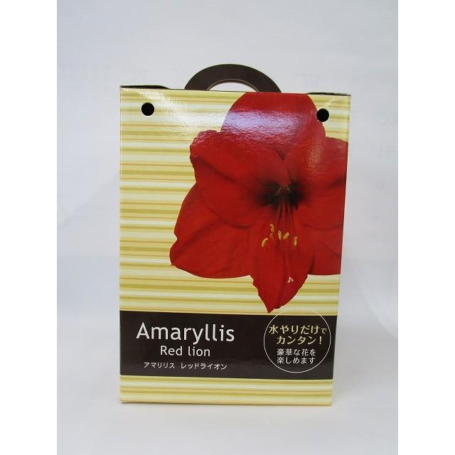 球根 アマリリス レッドライオン ポット植え サカタのタネ グリーンロフトネモト 通販 Yahoo ショッピング