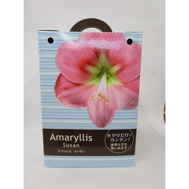 球根 アマリリス スーザン ポット植え サカタのタネ グリーンロフトネモト 通販 Yahoo ショッピング