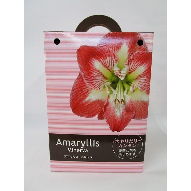 球根 アマリリス ミネルバ ポット植え サカタのタネ グリーンロフトネモト 通販 Yahoo ショッピング