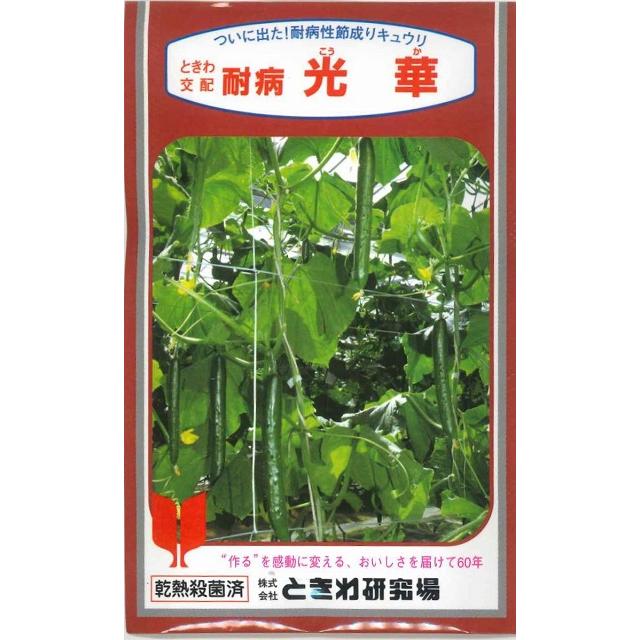 珍しいなすとバジルの苗6本セット 珍しいバジルとなすの苗6本セット