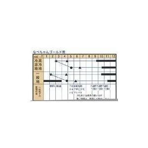 ねぎ なべちゃんゴールド葱 20ml トキタ種苗（株） : グリーンロフト