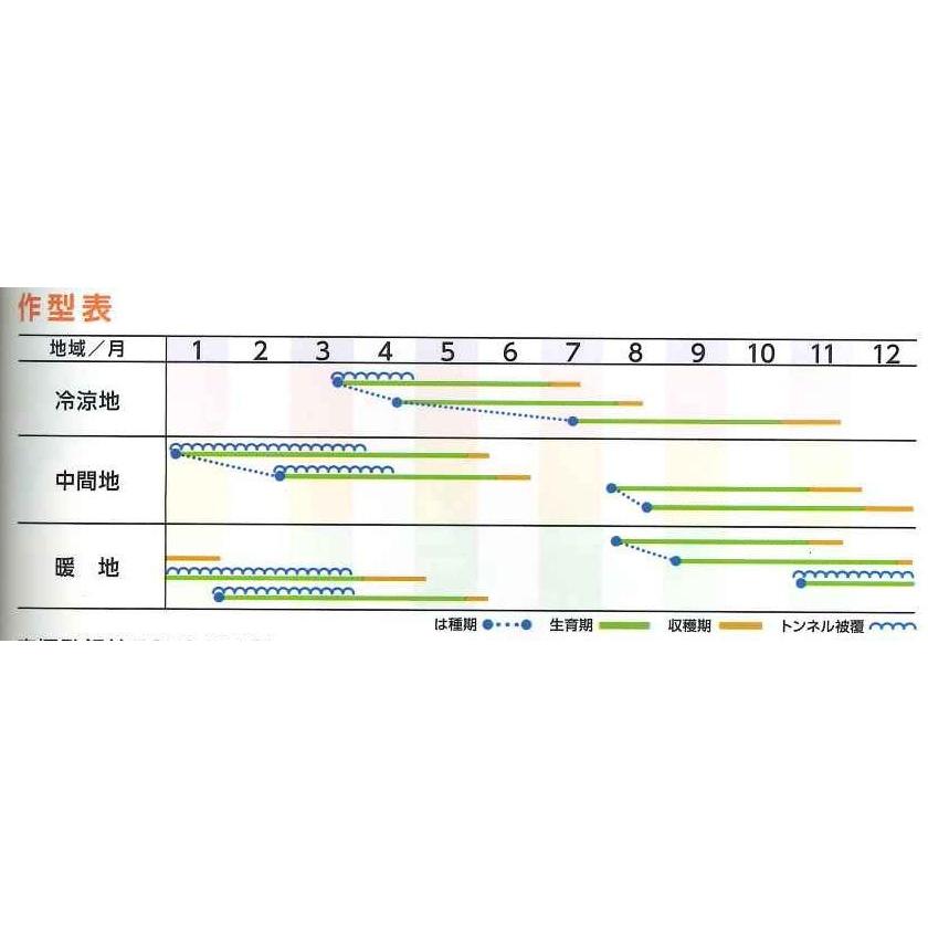 華麗華麗人参 アロマレッド コート 1万粒 トーホク交配 根菜、豆類、もやし カブ 種 たね 尾張大丸かぶ 1袋(10ml) 蕪 野菜たね YTC30