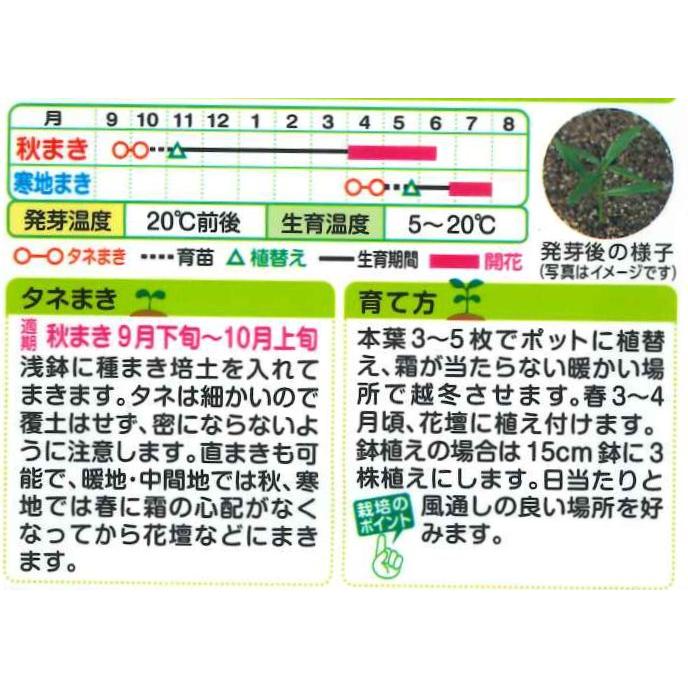 花の種 リナリア グッピー混合 小袋 タキイ種苗（株）(NL200