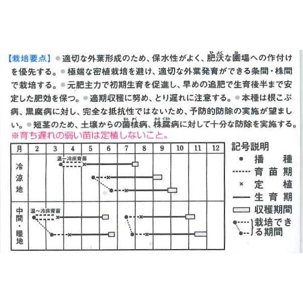 キャベツ  　ＢＣＲ龍月　2000粒　タキイ種苗（株）｜green-loft｜02