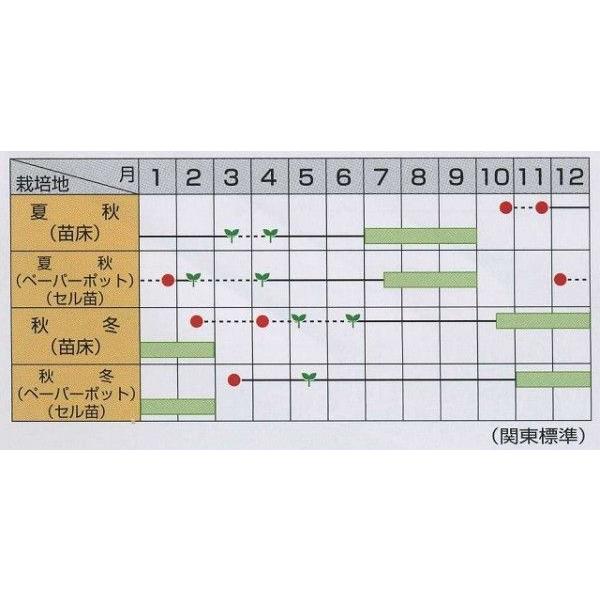 ねぎ　夏扇4号　約400粒　 （株）サカタのタネ　実咲400｜green-loft｜03