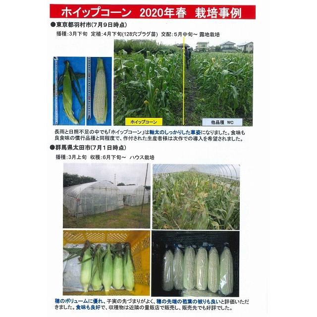 とうもろこし ホイップコーン 2000粒 タキイ種苗（株） : グリーン