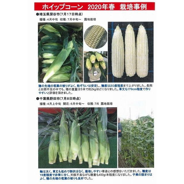 とうもろこし ホイップコーン 2000粒 タキイ種苗（株） : グリーン