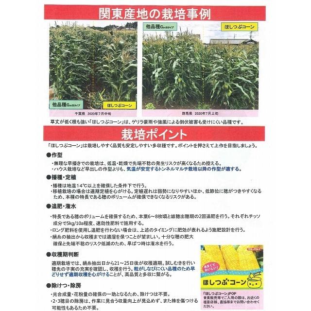 とうもろこし ほしつぶコーン 2000粒 タキイ種苗（株） : グリーン