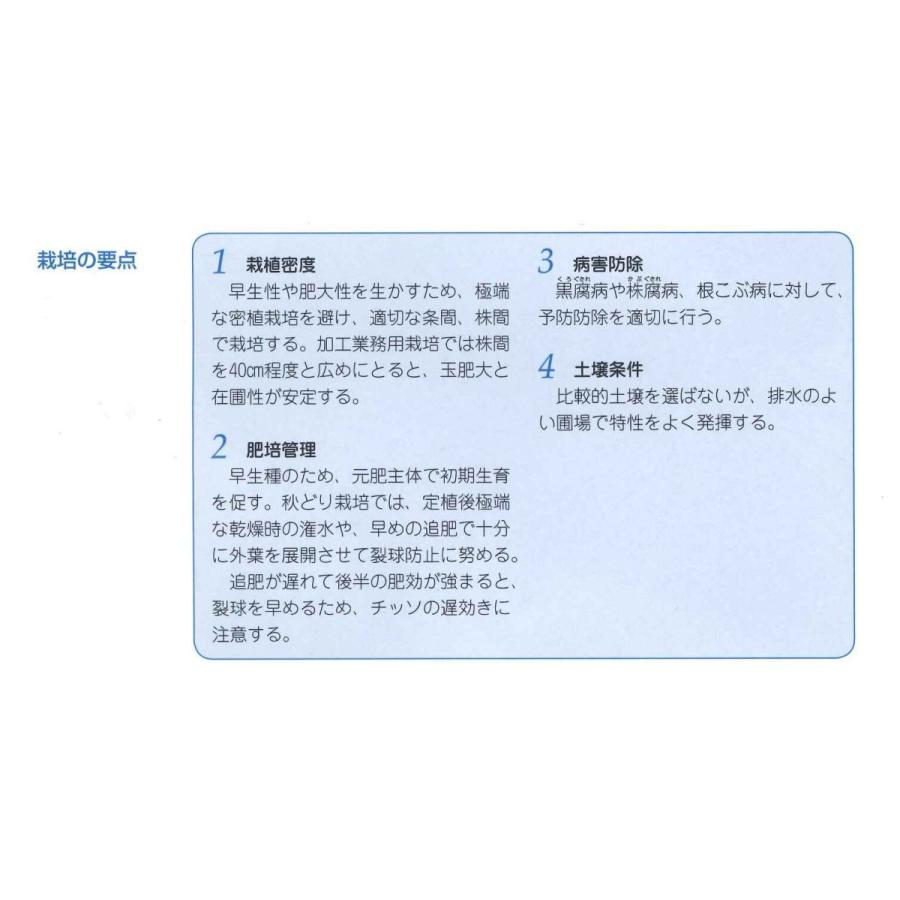 キャベツ　おきなSP　2000粒　タキイ種苗（株）｜green-loft｜02