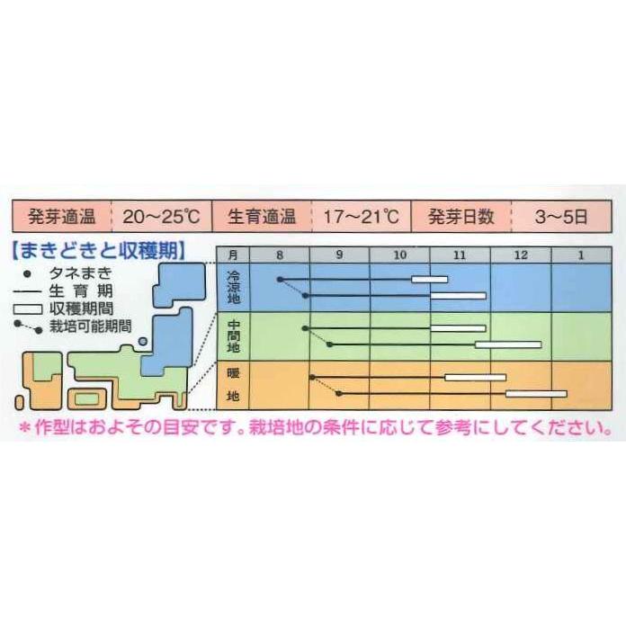 大根 青長大根 長江青長 小袋 タキイ交配 10ml 売り出し Gf