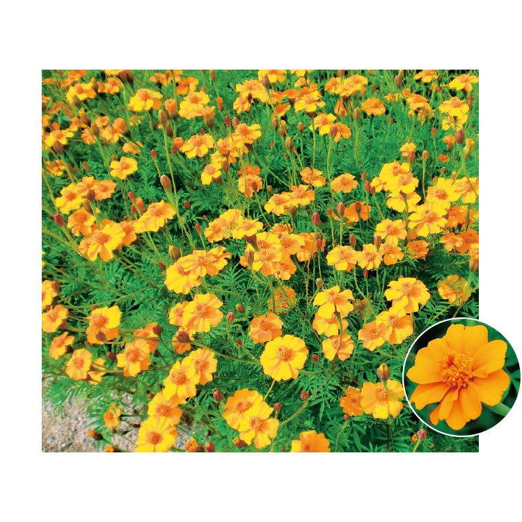 花の種 お徳用パック フレンチマリーゴールド グランドコントロール