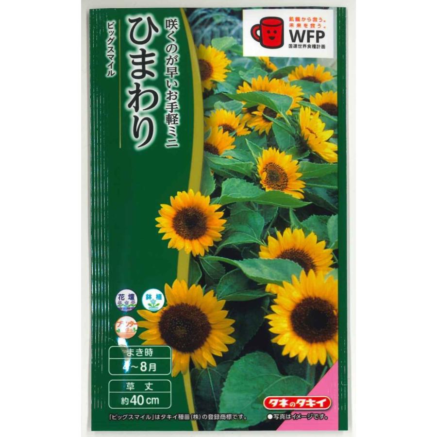 花の種 ひまわり ビッグスマイル(約15粒) タキイ種苗（株）(NL300