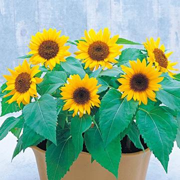 ひまわり様 花の種 ひまわり ビッグスマイル(約15粒) タキイ種苗（株）(NL300