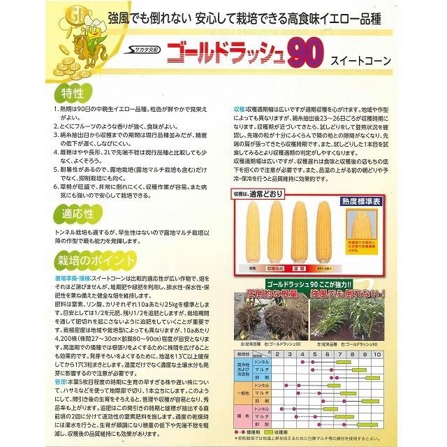 サカタのタネ（サカタノタネ） とうもろこし ゴールドラッシュ90 約55